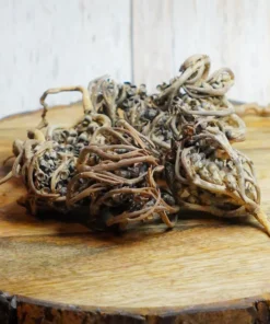 Rose of Jericho Herbs